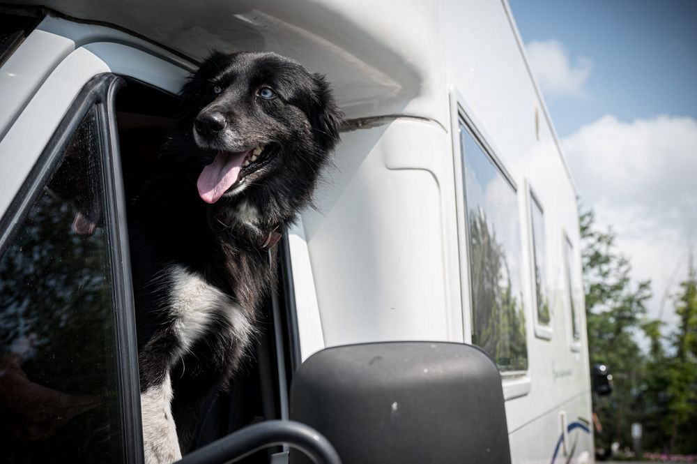 Cane nero con macchie bianche che guarda fuori dal finestrino di un veicolo bianco.